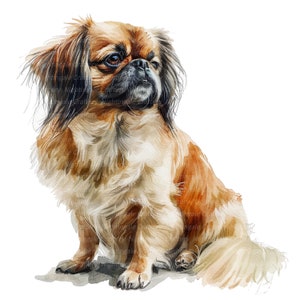 9 clipart de cachorro pequinês, clipart em aquarela para impressão, JPG de alta qualidade, download digital, artesanato em papel, diário de lixo, impressão de cachorro pequinês