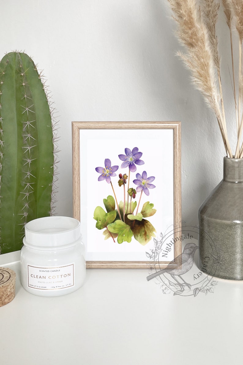 Hepatica nobilis, liverwort, purple hepatica print, anemone watercolor, Digital print, Hepatica illustration, floral print, Flowers Decor image 3