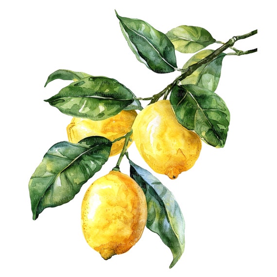 10 Lemon Clipart, Kitchen Clipart, Lemon tree, Printable Watercolor clipart, High Quality JPGs, Digital download, Paper craft, journaling