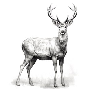 10 Red Deer in Line Art Clipart, BW, Stag, Printable Watercolor clipart, High Quality JPG, Digital download, Paper crafts, junk journal
