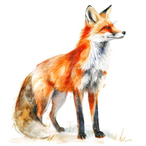11 Fox tekening clipart, aquarel Fox print, afdrukbare aquarel clipart, hoge kwaliteit jpg's, digitale download, papier ambachten, junk tijdschriften
