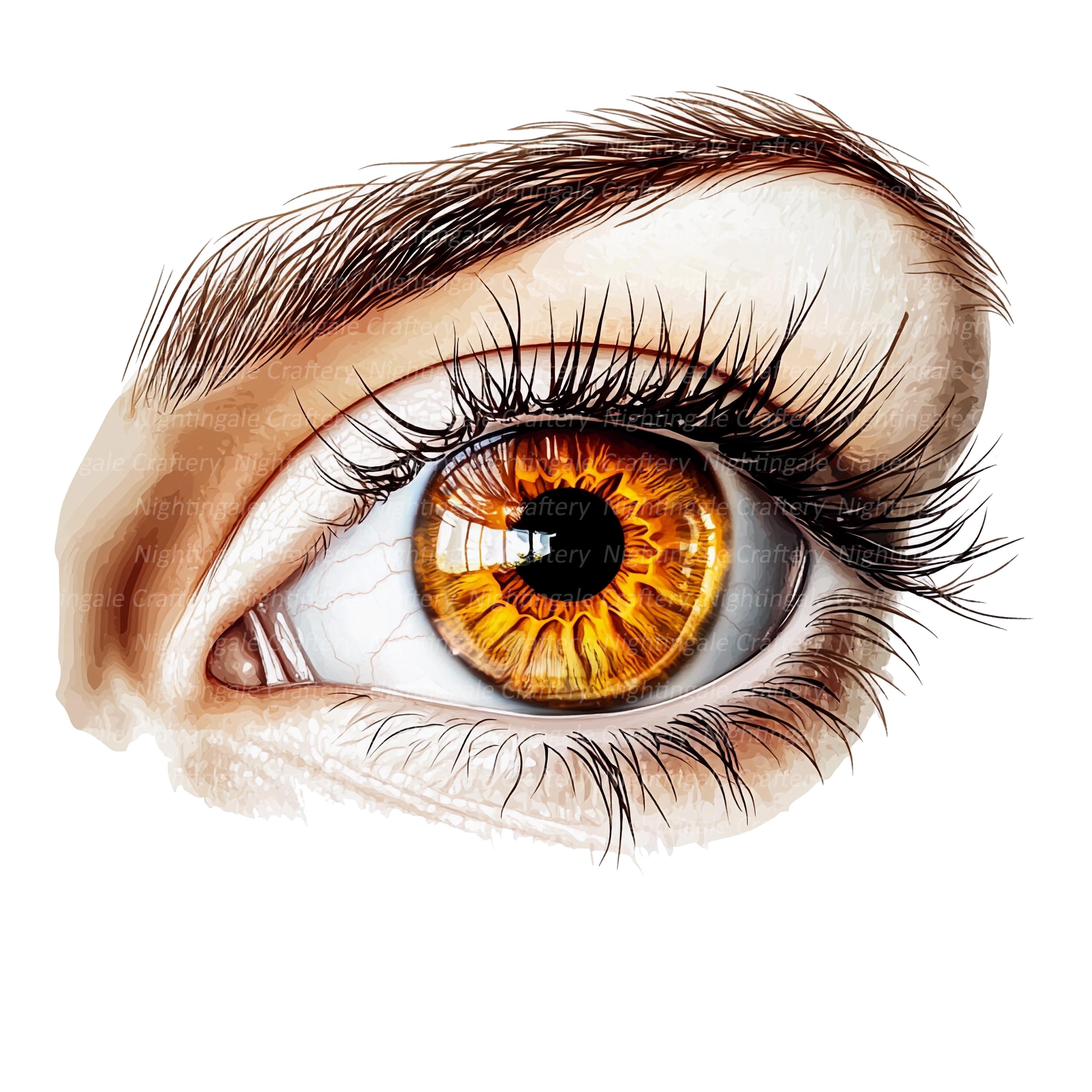 リアルな目のクリップアート11点、人間の目のクリップアート、印刷可能