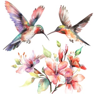 10 cliparts Colibri, Colibri Couple Clipart, clipart aquarelle imprimable, PNG de haute qualité, téléchargement numérique, créations en papier, autocollants