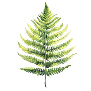 12 Clipart de feuille de fougère unique, fougère Clipart, clipart aquarelle imprimable, JPG/PNG de haute qualité, téléchargement numérique, créations en papier, journaux indésirables