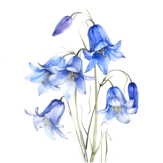 12 Bluebells Clipart, Watercolor Bluebells, Printable Watercolor