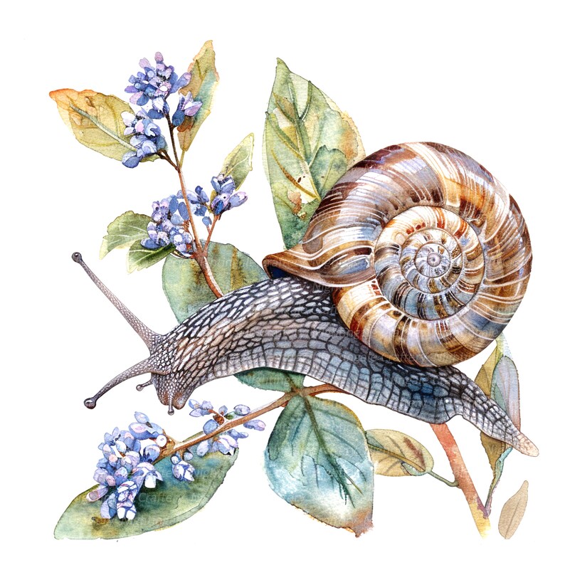 Puede incluir: Una pintura de acuarela de un caracol arrastr&aacute;ndose por una rama con flores moradas. El caracol tiene una concha marr&oacute;n con un patr&oacute;n en espiral. Las flores son delicadas y tienen un tono morado claro.