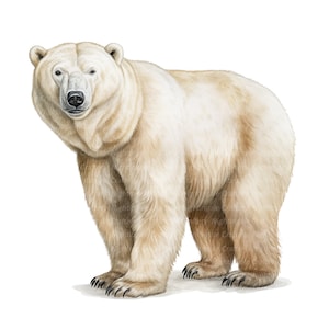 10 Clipart dell'orso polare, clipart acquerello stampabile, JPG di alta qualità, download digitale, alta risoluzione, artigianato di carta, diari spazzatura