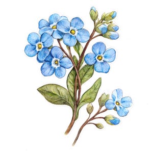 9 Forget Me Not Clipart Set 2, Forget-me-not, clipart de acuarela imprimible, JPG de alta calidad, descarga digital, manualidades de papel, diarios basura
