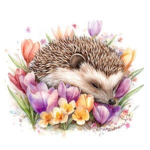10 Clipart hérisson floral, hérisson de dessin animé, clipart aquarelle imprimable, JPG/PNG de haute qualité, téléchargement numérique, créations en papier, sublimation