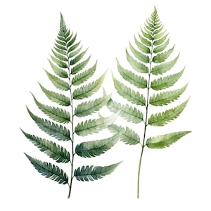 9 Clipart de feuilles de fougère, fougère Clipart, clipart aquarelle imprimable, JPG/PNG de haute qualité, téléchargement numérique, créations en papier, journaux indésirables