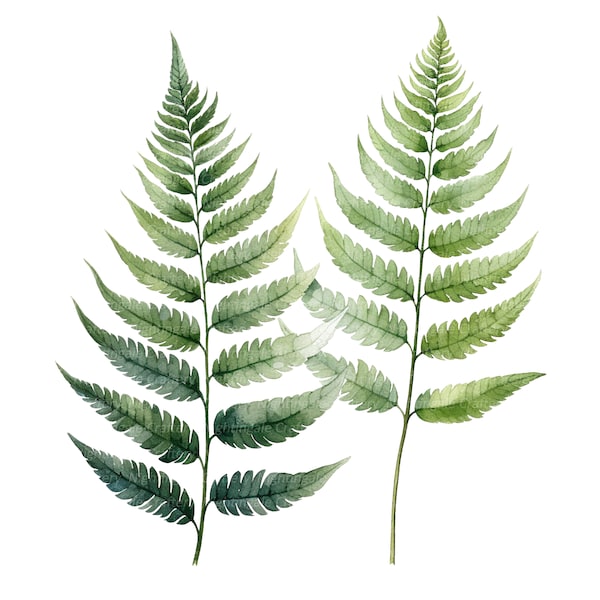 Watercolor Fern - Etsy