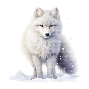 12 cliparts renard arctique, clipart aquarelle imprimable, fichiers JPG de haute qualité, téléchargement numérique, haute résolution, créations en papier, journaux indésirables