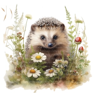 12 schattige egel in gras clipart, afdrukbare aquarel clipart, hoge kwaliteit png/jpg's, digitale download, papier ambacht, junk tijdschriften