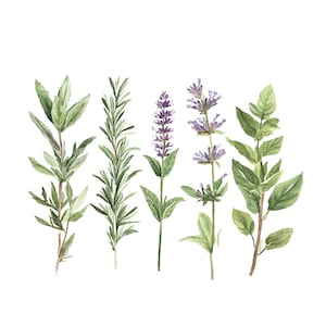 11 Clipart di erbe, Clipart di cucina, Menta, Lavanda, Clipart di acquerelli stampabili, PNG di alta qualità, Download digitale, Carta artigianale, diari