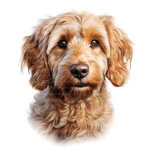 10 cliparts Goldendoodle, Groodle, clipart aquarelle imprimable, fichiers JPG de haute qualité, téléchargement numérique, créations en papier, journaux indésirables