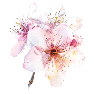 12 cliparts fleurs de cerisier, impression de fleurs de Sakura, clipart aquarelle imprimable, PNG de haute qualité, téléchargement numérique, créations en papier, journal indésirable