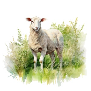 May include: A white sheep stands in a field of green grass and wildflowers. The sheep has a fluffy white coat and is looking directly at the viewer.
