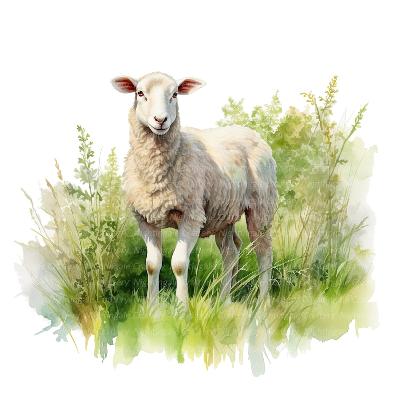 May include: A white sheep stands in a field of green grass and wildflowers. The sheep has a fluffy white coat and is looking directly at the viewer.