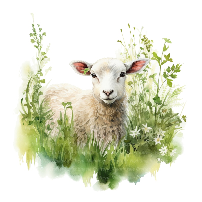 May include: A watercolor painting of a white lamb with pink ears standing in a field of green grass and white flowers.