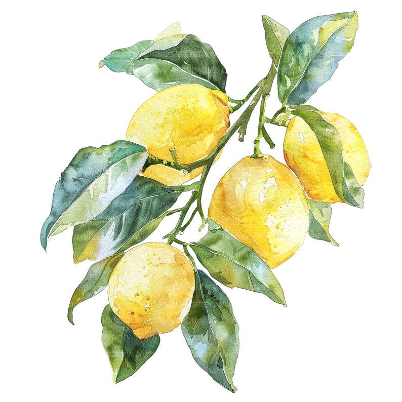 May include: A watercolor painting of a lemon branch with four ripe lemons. The lemons are yellow and have a glossy finish. The leaves are green and have a textured surface.