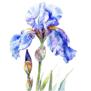 10 clipart iris, aquarel irisbloem, afdrukbare aquarel clipart, hoge kwaliteit JPG/PNG's, digitale download, Paper Craft, ongewenste tijdschriften
