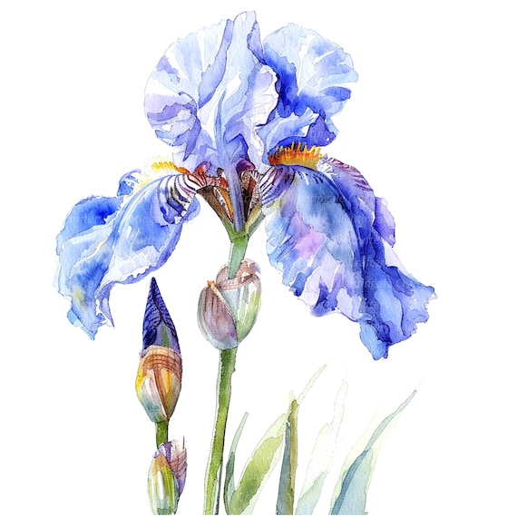 10枚のアイリスのクリップアート、水彩画のアイリスの花、印刷可能な