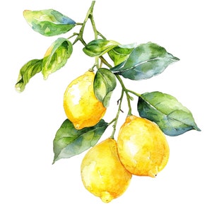 May include: Watercolor painting of a lemon tree branch with three ripe yellow lemons and green leaves.
