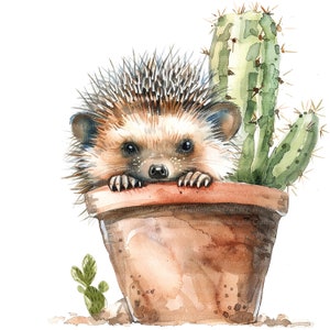 11 Clipart hérisson et cactus, hérisson de dessin animé, clipart aquarelle imprimable, JPG de haute qualité, téléchargement numérique, créations en papier, sublimation