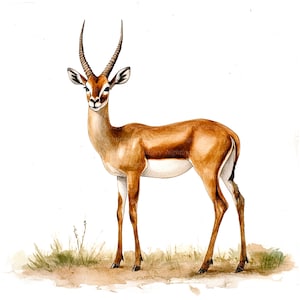 Könnte beinhalten: Ein Aquarellbild einer braunen und weißen Gazelle mit langen, gebogenen Hörnern. Die Gazelle steht auf einem Grasfleck vor weißem Hintergrund.