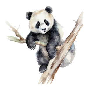 10 panda spelen clipart, aquarel tekenen, afdrukbare aquarel clipart, hoge kwaliteit jpg's, digitale download, papierkunst, ongewenste tijdschriften