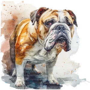 10 English Bulldog Clipart, Watercolor Bulldog, Printable Watercolor clipart, High Quality PNGs, Digital download, Paper craft, junk journal