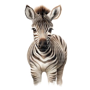 8 Zebra Baby Clipart, Zebra for Nursery, Printable Watercolor Clipart ...