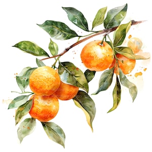 12 oranje boomtak clipart, keuken clipart, afdrukbare aquarel clipart, hoge kwaliteit png's, digitale download, Paper Craft, junk Journal