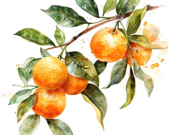 12 Orange Tree Branch Clipart, Kitchen Clipart, Printable Watercolor clipart, High Quality PNGs, Digital download, Paper craft, junk journal