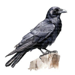 以下が含まれることがあります： 黒く、濃い灰色の羽根を持つカラスが、風化した木の切り株にとまっている。カラスの頭は右を向いており、くちばしが少し開いている。背景は白である。