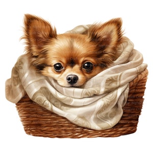 8 Chihuahua in Korb Clipart, Chihuahua-Welpe, druckbare Aquarell Clipart, hochwertige JPGs, digitaler Download, Papiermodell, Junk Journal