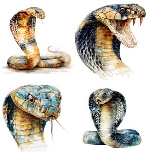 13 koningscobra clipart, cobra slang clipart, afdrukbare aquarel clipart, hoge kwaliteit jpg's, digitale download, Paper Craft, junk journal