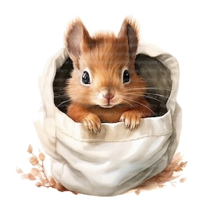 9 écureuil mignon se cachant des cliparts, clipart écureuil, clipart aquarelle imprimable, haute qualité PNG, téléchargement numérique, créations en papier, sublimation