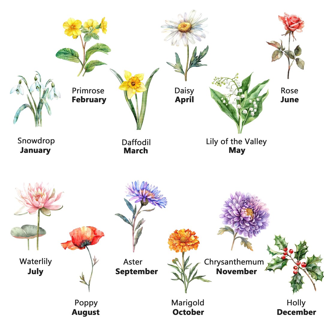 24 Birth Month Flower Clipart, Birth Flowers, Printable Watercolor ...