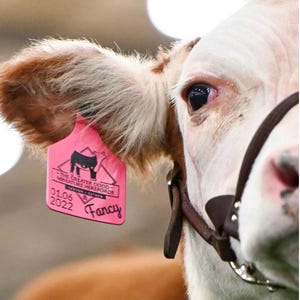 May include: Close-up of a Hereford cow's face, featuring a pink ear tag with text. The cow has a white and brown coat, with a leather halter. The tag reads "THE GREATER GOOD MINIATURE HEREFORDS" and "Fancy".