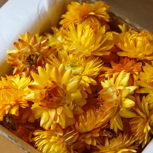 50 flores de palha seca amarela | Decoração de casamentos | Flor Seca | Fornecimento de confete para floristas | Conjunto de suprimentos DIY de 50 secos | Flores para artesanato |