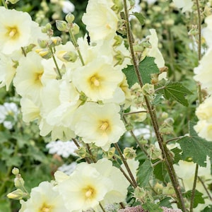 light yellow hollyhock seeds