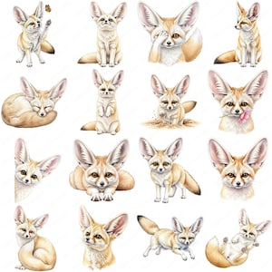 Fennec Fox Clipart PNG, 16 modèles haute résolution, Illustrations aquarelle de renard, téléchargement immédiat, usage Commercial