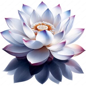 May include: A white lotus flower with pink edges and a yellow center. The flower is in bloom and has many petals. The flower is reflected in the water below.