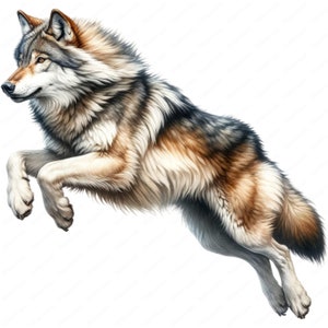 Grijze wolf-clipart | Majestueuze grijze wolf clipartbundel | 10 hoogwaardige ontwerpen | Natuurkunst | Afdrukbare items | Commercieel gebruik