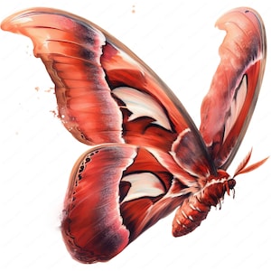 Atlas Moth Clipart | Stunning Atlas Moth Clipart Bundle | 10 High-Quality Designs | Moth Art | Printables | Commercial Use