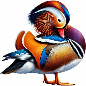 Mandarijneend Clipart | Prachtige mandarijneend clipartbundel | 10 hoogwaardige ontwerpen | Natuurkunst | Afdrukbare items | Commercieel gebruik