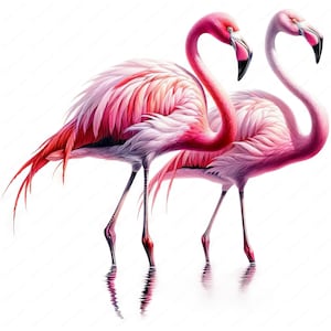 K&ouml;nnte beinhalten: Zwei rosafarbene Flamingos stehen im seichten Wasser mit ihren H&auml;lsen gebogen, wodurch eine Herzform entsteht. Die Flamingos befinden sich in einer nat&uuml;rlichen Umgebung mit wei&szlig;em Hintergrund.