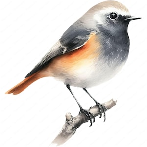 以下が含まれることがあります： 枝に止まっている小さく、灰色とオレンジ色の鳥の水彩画。鳥は長く細い尾と小さく尖ったくちばしを持っている。