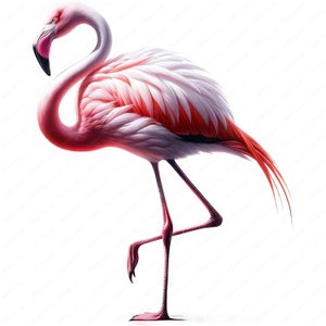 K&ouml;nnte beinhalten: Ein rosafarbener Flamingo mit wei&szlig;en Federn steht auf einem Bein, sein Hals ist S-f&ouml;rmig gebogen. Der Kopf des Vogels ist zur Seite geneigt und sein Schnabel ist leicht ge&ouml;ffnet.